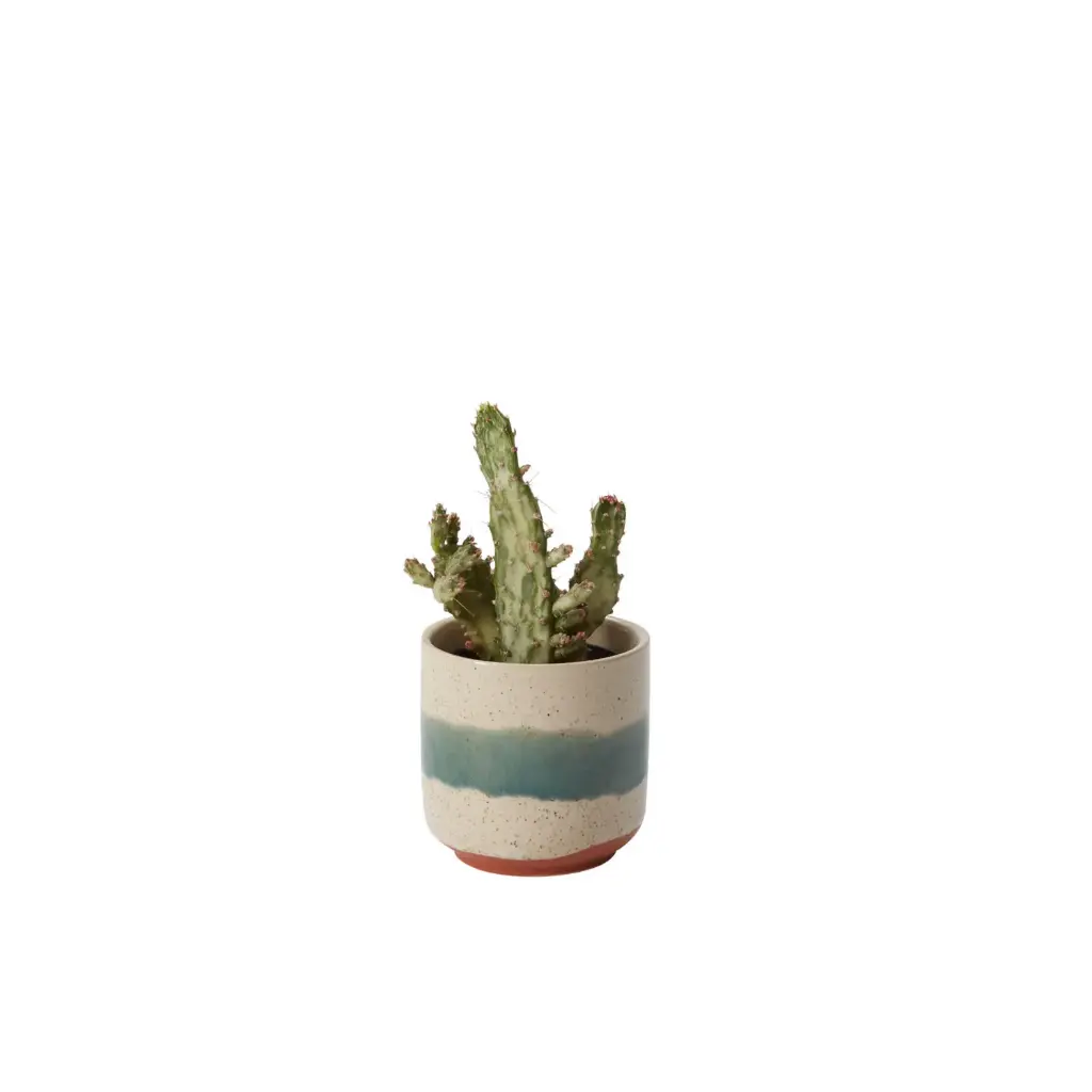 Mateo Pot 3"x 3"