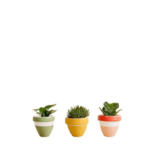 [63994] Sardinia pot round 3 assorted red yellow green - 3x2.5"