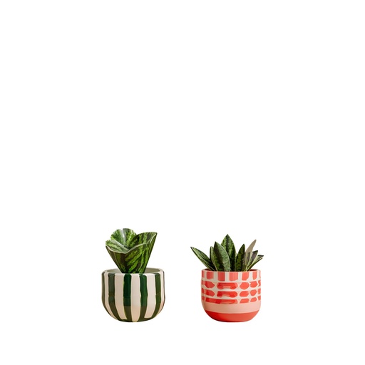 [63998] Watermelon pot round 2 assorted green pink - 4.75x3.5"