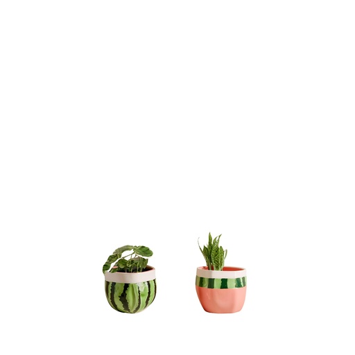 [63997] Watermelon pot round 2 assorted green pink - 3.25x2.5"